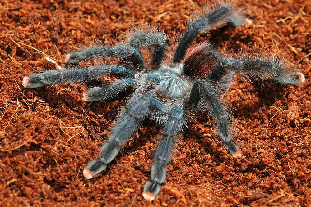 /img/23818-mediterranean-tarantula-enclosure.webp