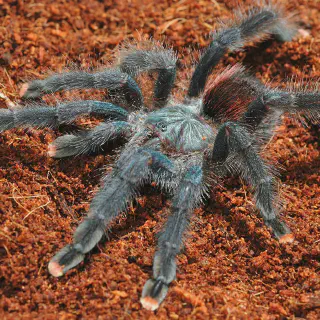 /img/23818-mediterranean-tarantula-enclosure.webp