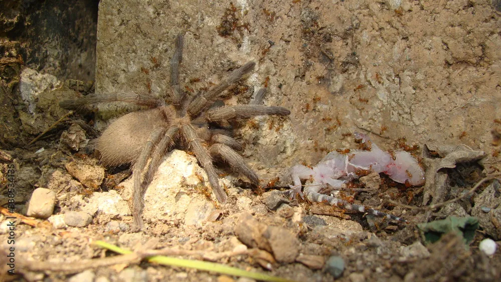 23818 mediterranean tarantula handling