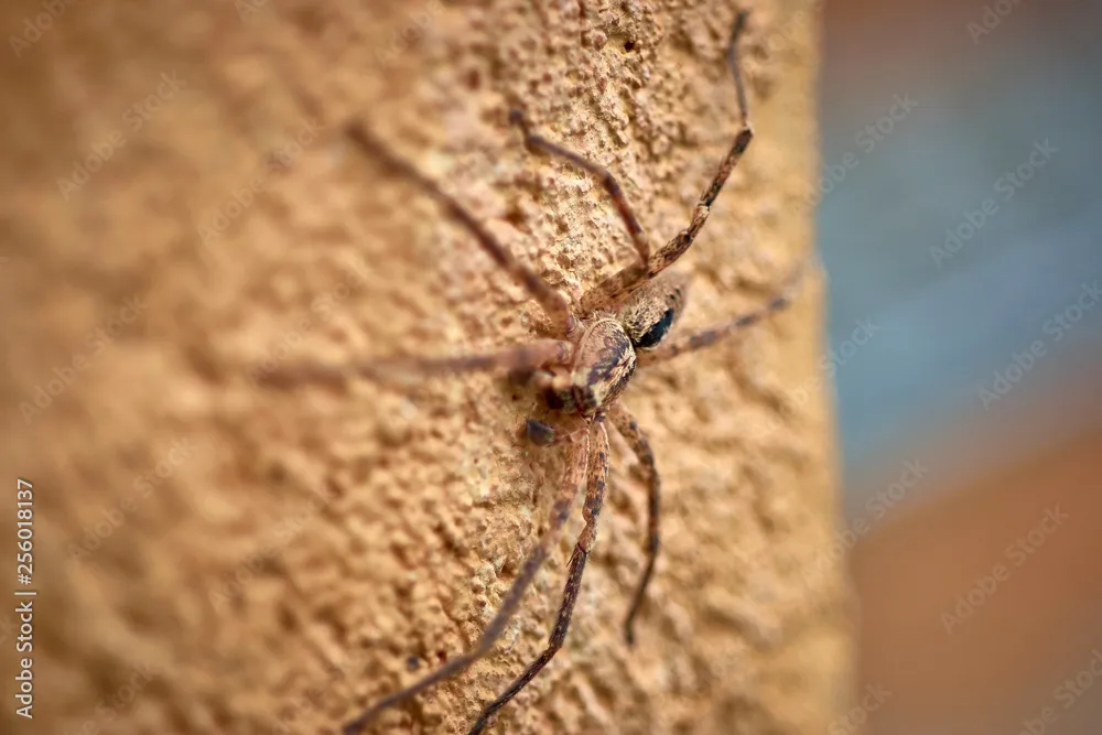 23818 mediterranean tarantula shedding