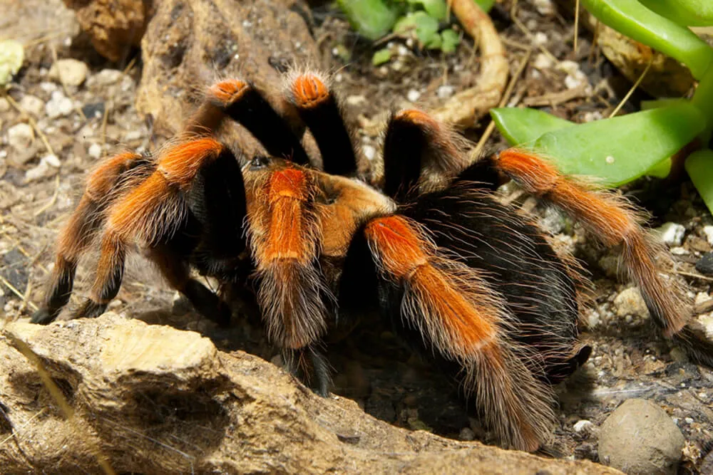 23818 mediterranean tarantula species