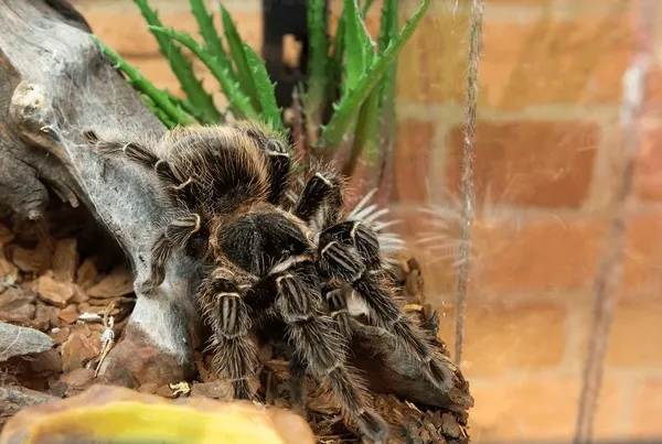 23819 bird eating tarantula ecological role