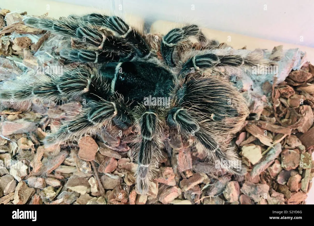 /img/23819-bird-eating-tarantula-habitat.webp