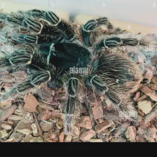 /img/23819-bird-eating-tarantula-habitat.webp