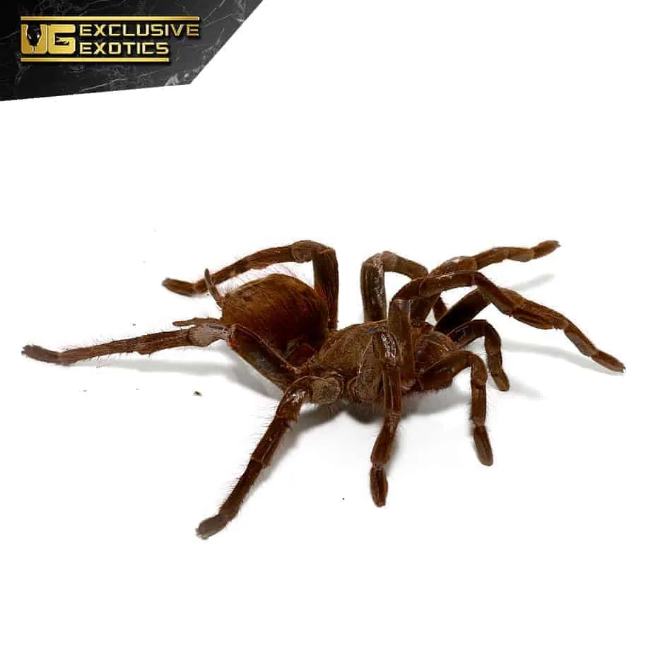 23819 bird eating tarantula hunting