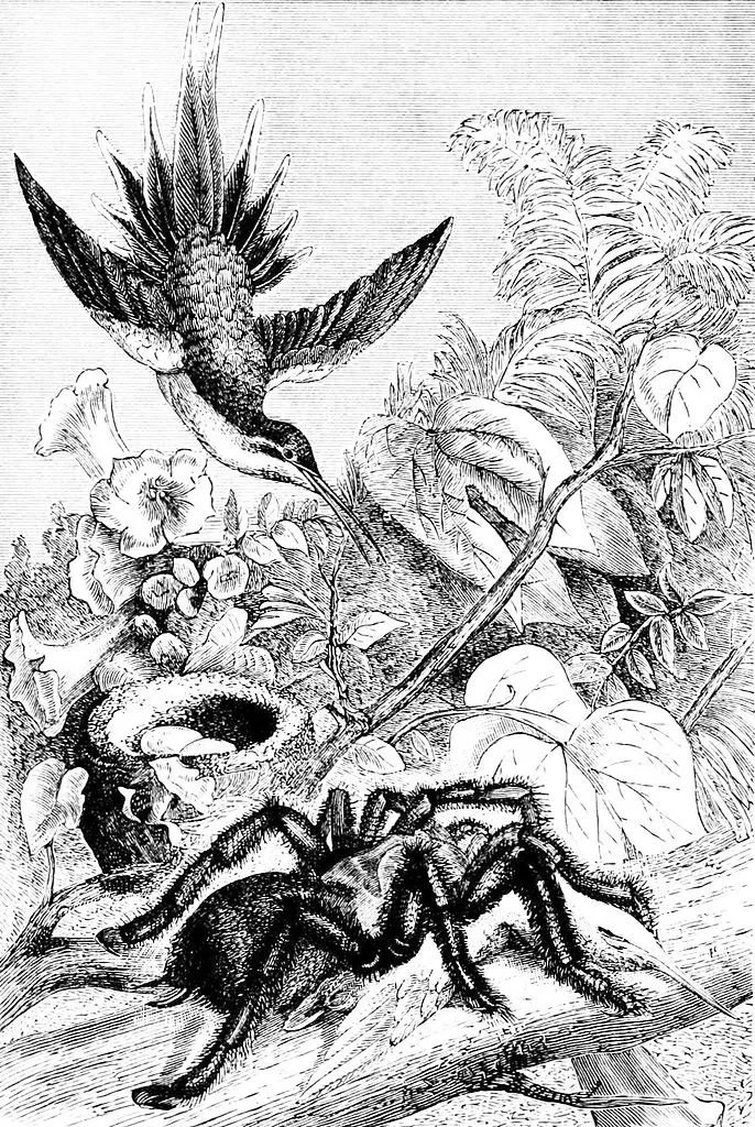 23819 bird eating tarantula prey capture