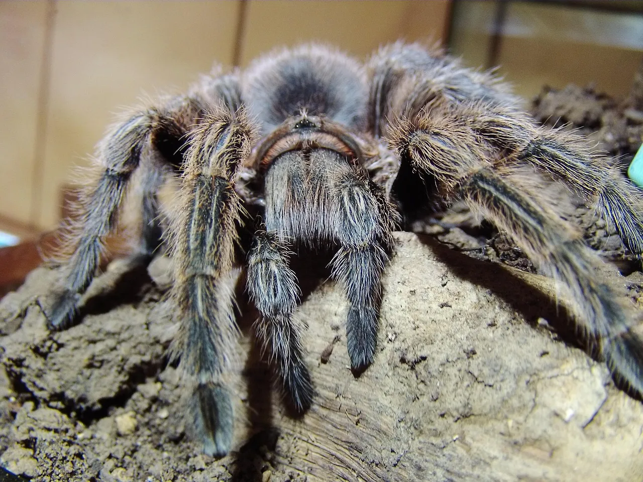 23819 bird eating tarantula silk composition