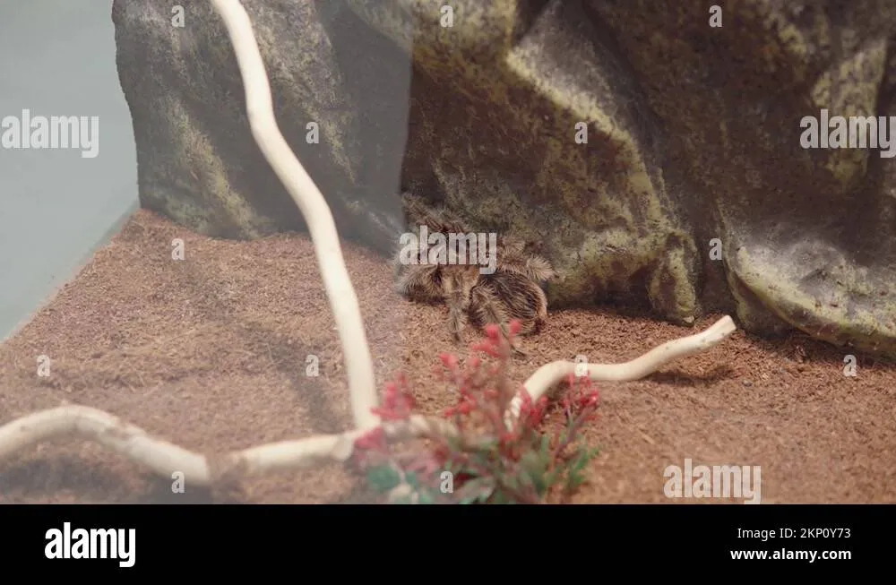23819 bird eating tarantula web location