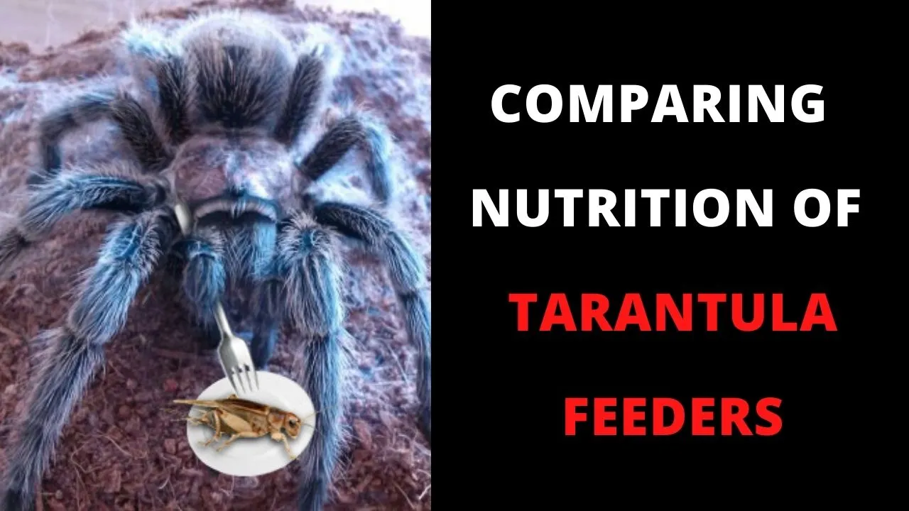 23822 tarantula habitat