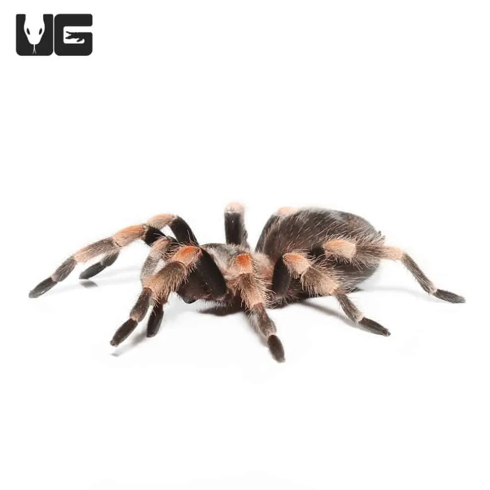 /img/23825-cleaning-tarantula-enclosure.webp