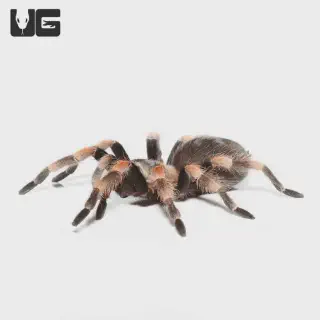 /img/23825-cleaning-tarantula-enclosure.webp