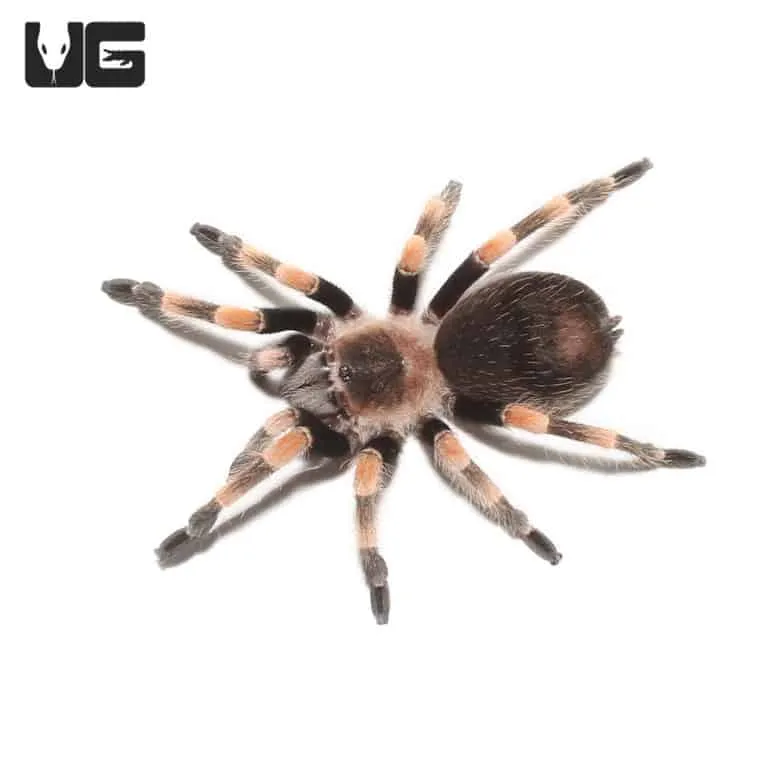 23825 tarantula humidity gauge