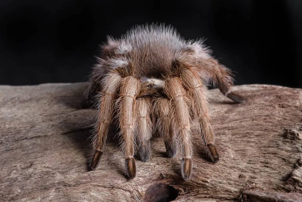 /img/23828-lividum-tarantula-old-age.webp