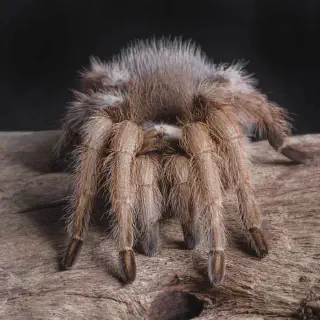 /img/23828-lividum-tarantula-old-age.webp