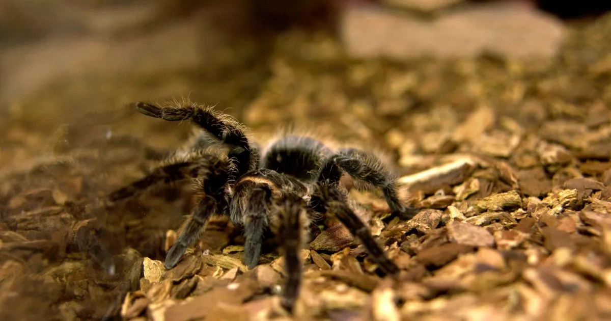 23837 tarantula enclosure accessories