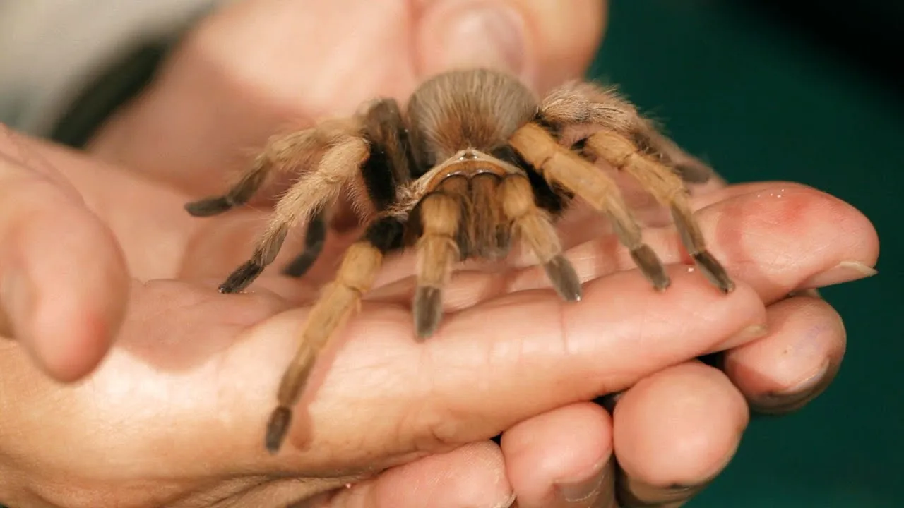 23839 palomino tarantula close up