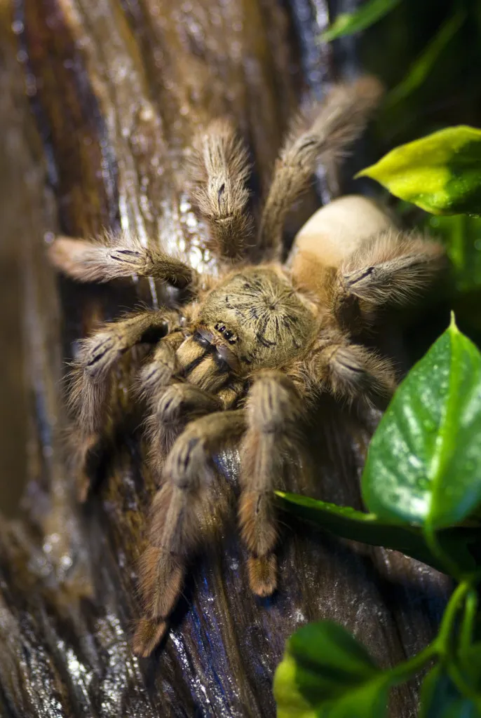 /img/23839-palomino-tarantula-conservation.webp