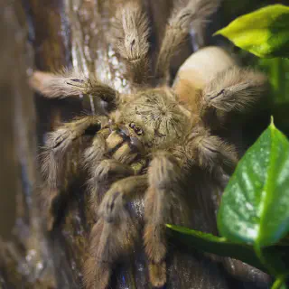 /img/23839-palomino-tarantula-conservation.webp