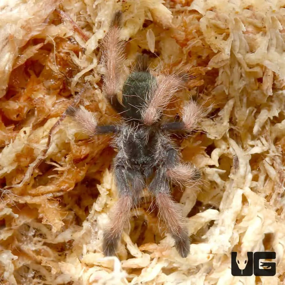 23839 palomino tarantula defensive