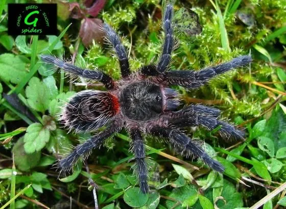 23839 palomino tarantula feeding