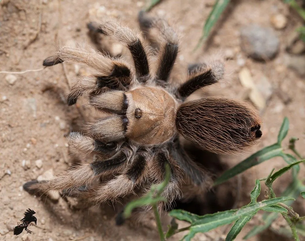 23839 palomino tarantula habitat
