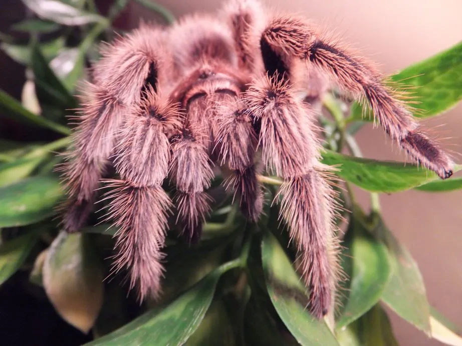 23839 palomino tarantula size comparison