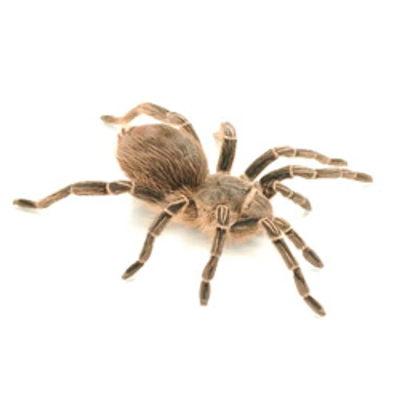 23844 pink zebra tarantula close up