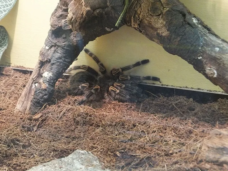 23844 tarantula feeding time