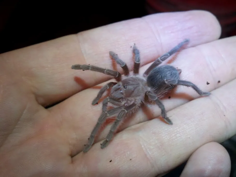 23844 tarantula handling tips