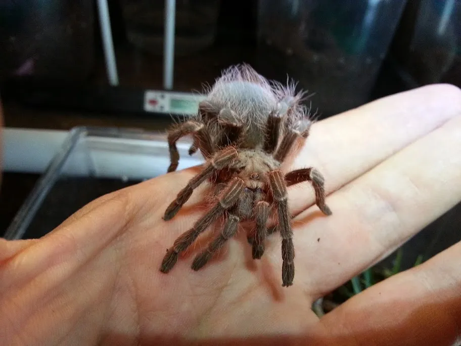 23844 tarantula molting