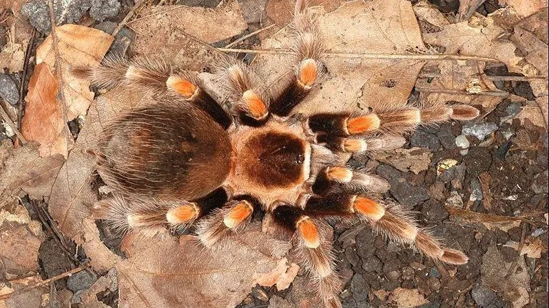 /img/23846-west-texas-tarantula-conservation.webp
