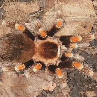 /img/23846-west-texas-tarantula-conservation.webp