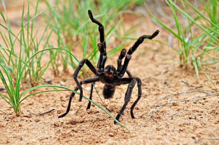 23846 west texas tarantula defensive