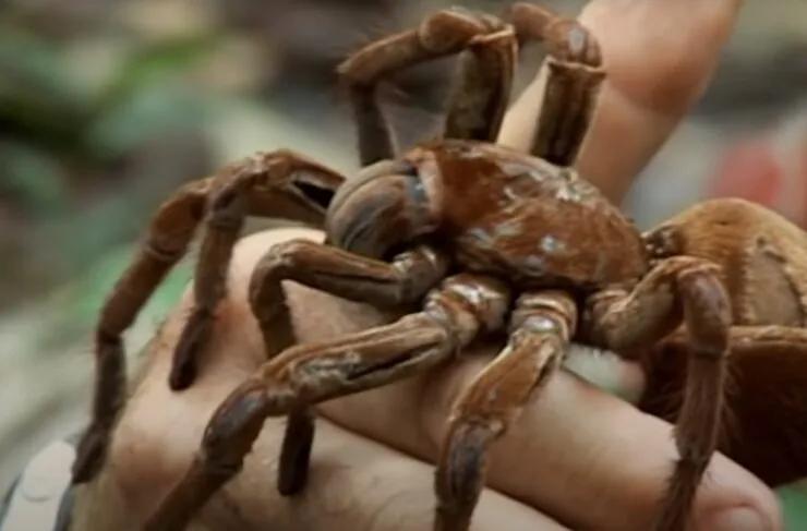 23846 west texas tarantula feeding