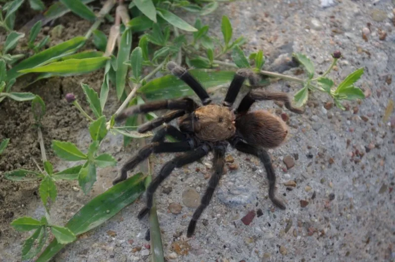 23846 west texas tarantula human interaction