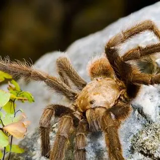 23846 west texas tarantula mating