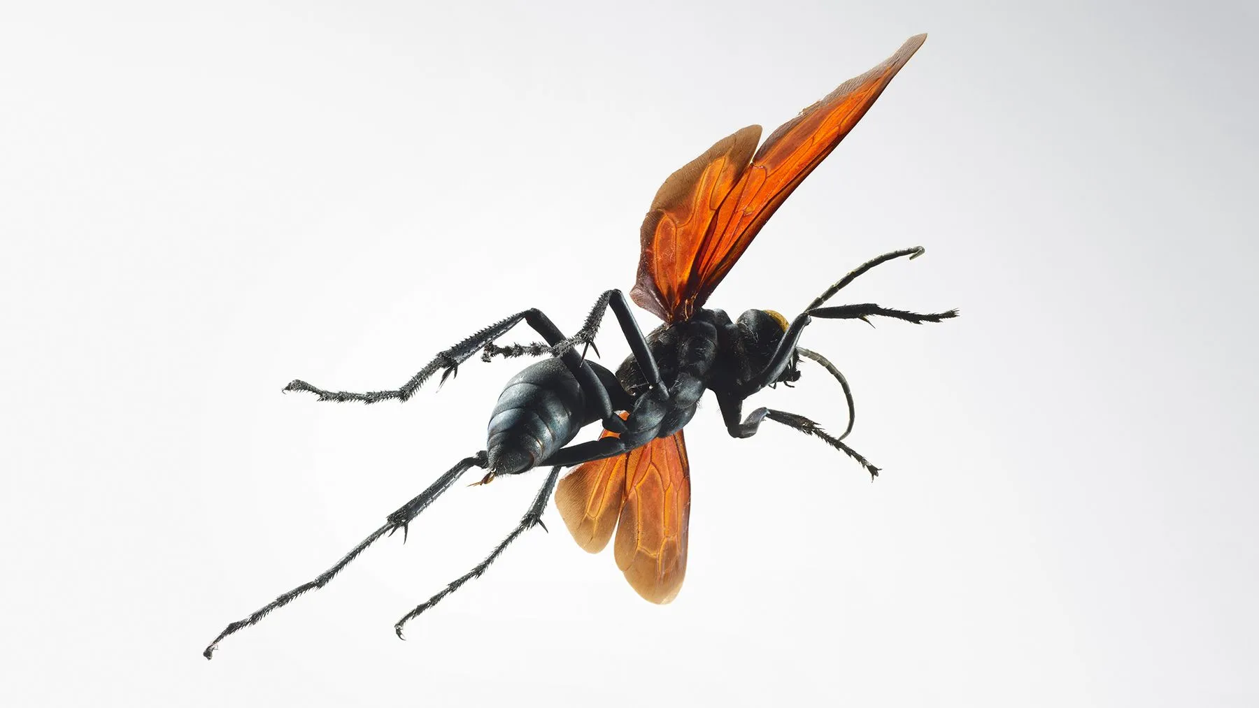 23848 tarantula hawk first aid