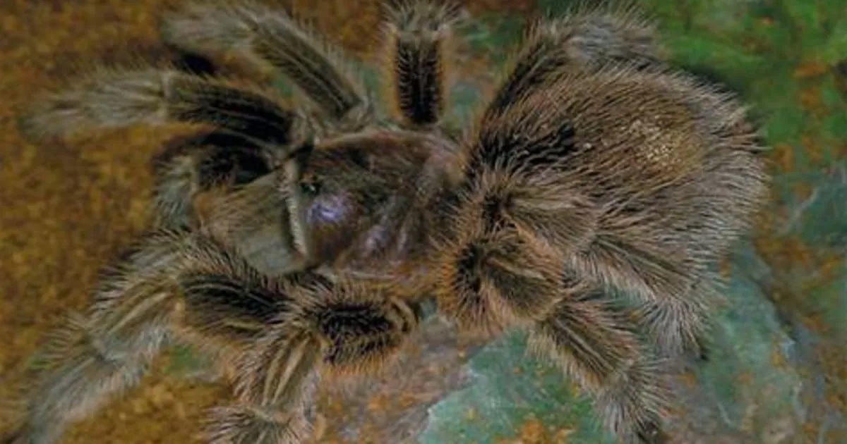 23848 tarantula hawk habitat