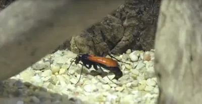 /img/23848-tarantula-hawk-prevention.webp