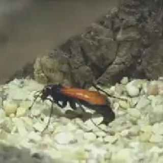 /img/23848-tarantula-hawk-prevention.webp