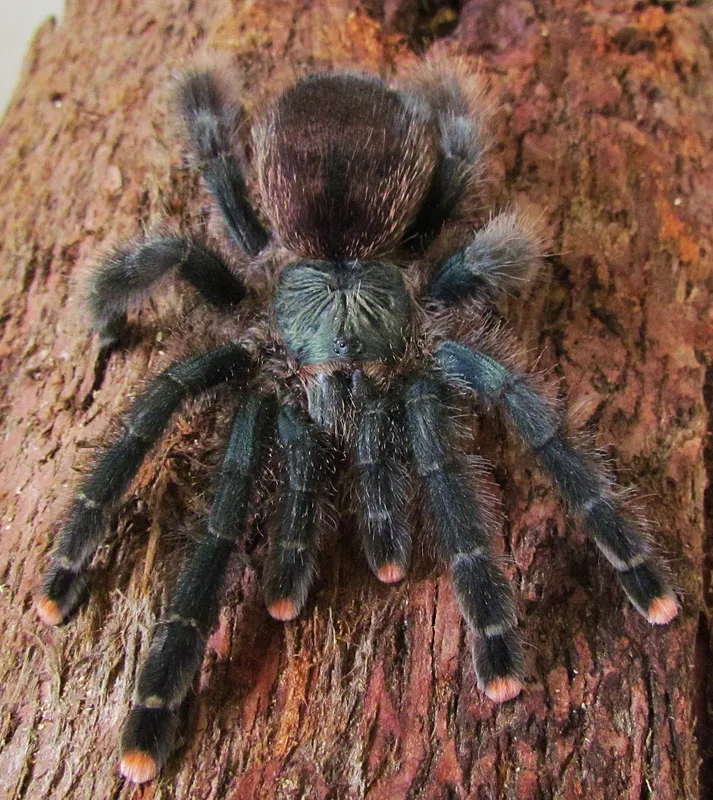 23851 pink toe tarantula australia main