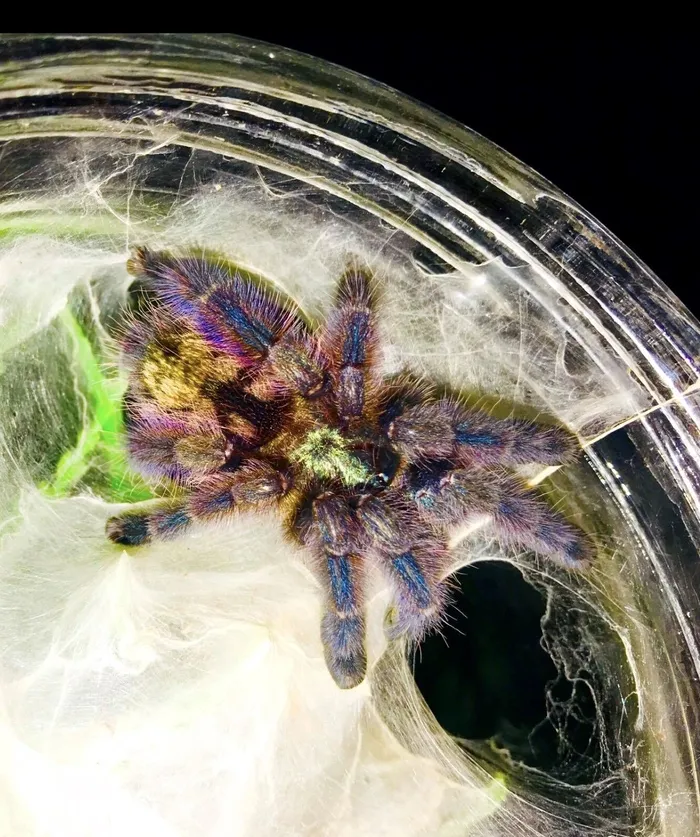 23851 pink toe tarantula feeding