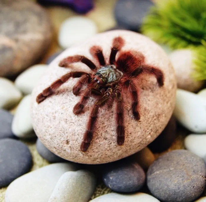23851 pink toe tarantula handling
