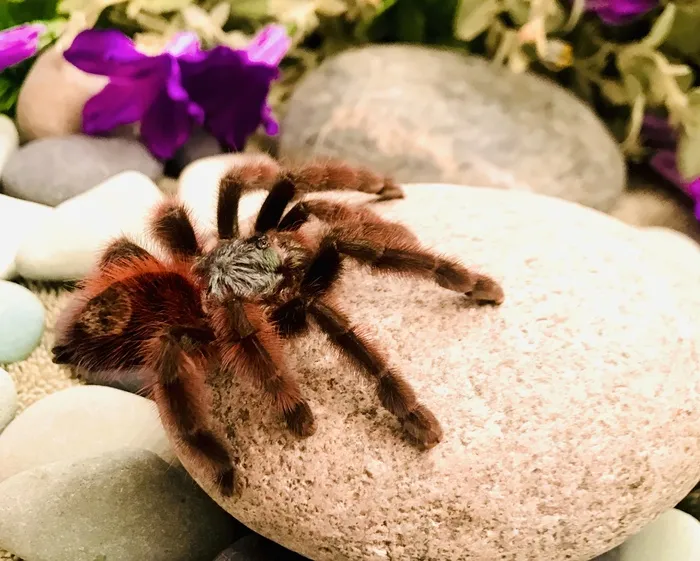 23851 pink toe tarantula tank