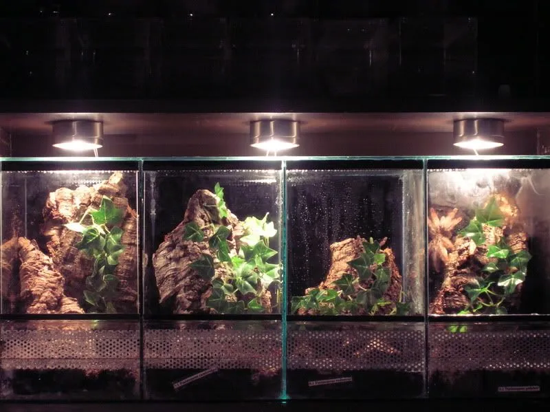 23853 birdeater tarantula temperature