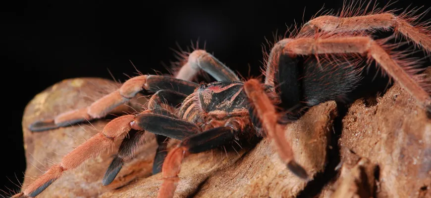 23856 tarantula holdings building
