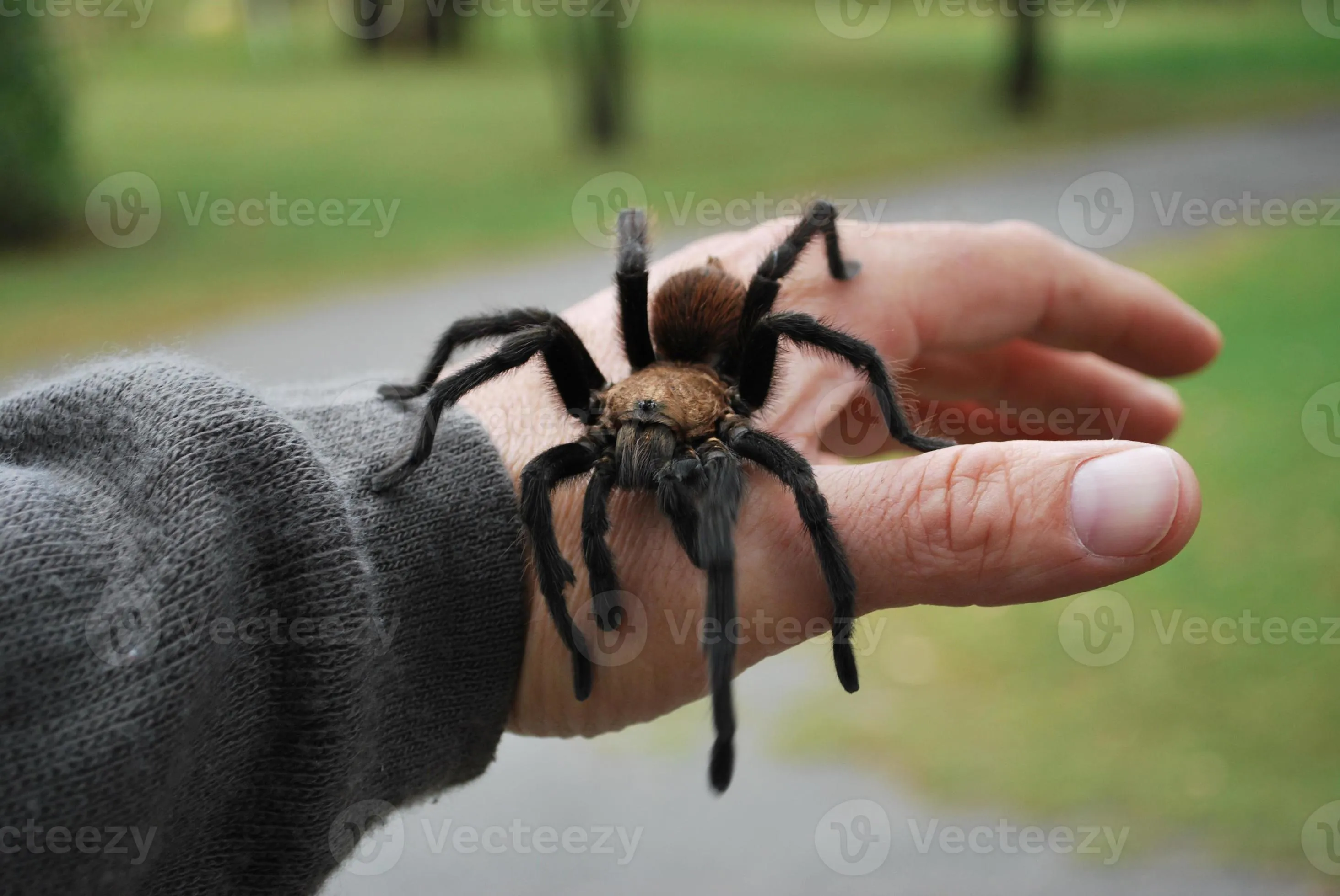 23857 tarantula feeding