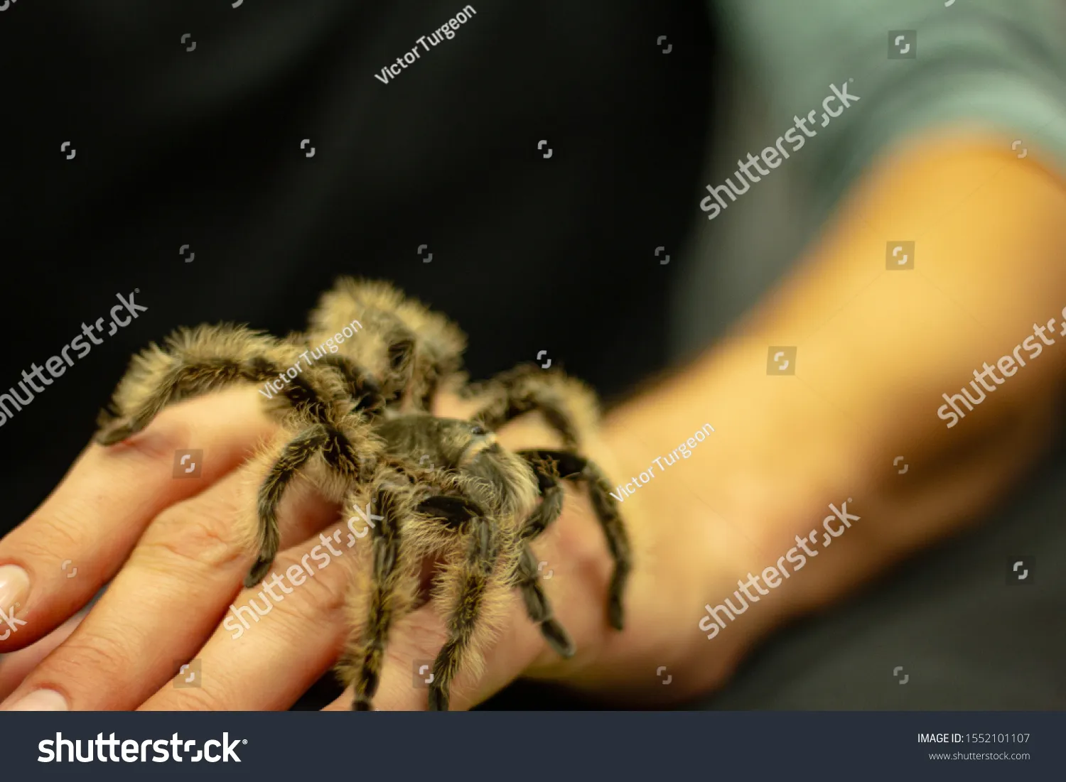 23857 tarantula habitat cleaning