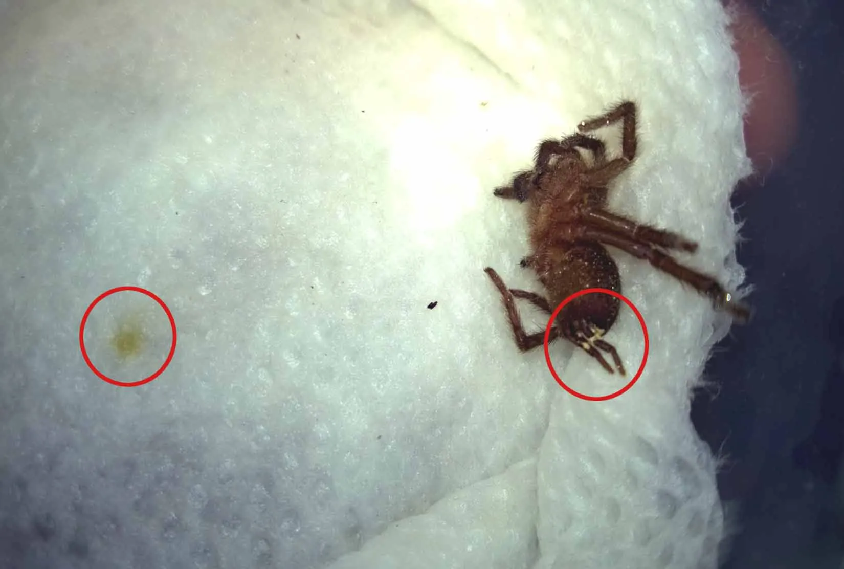 23857 tarantula handling safety