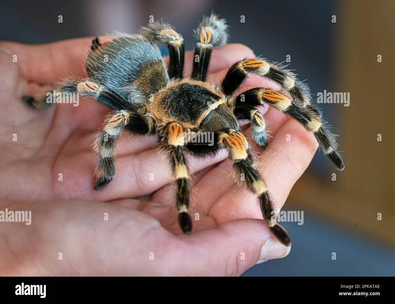/img/23857-tarantula-in-nature.webp